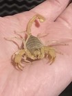  1  Live Cb Sub-adult Sand Dune Scorpion  3-3 5    Inches    read Description 