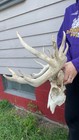 Huge Wild Iowa Freak  15 Point Whitetail Deer Antlers Skull