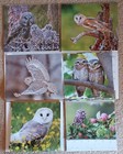 Lot Of 6 Owls Calendars 2018-2021