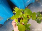 25 Helen s water hyacinth pond plants  75  Bulbs 100  Organic Grown pa   Ooo5dl