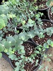  baby Blue  Eucalyptus  eucalyptus Pulverulenta  1 Gal Pot
