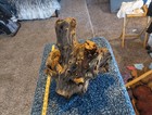 Mesquite Burl  Complete Burl  Solid Piece Ready To Be Turned rare Color 