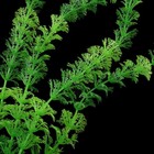 Aquarium Decor Fish Tank Decoration Ornament Artificial Plastic Plant Green     