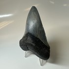 Megalodon Shark Tooth 3 53 Inch - Serrated - Sharp Fossil - Authentic 20357