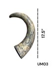 One Medium Unpolished Cow Horn   Real Horn   One Of A Kind   Natural Color    03