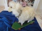 Antique Pull Toy French Sheep On Wheels Collar C1890 For Antique Bru Jumeau Doll