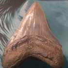 Megalodon Shark Tooth W  Root About 5  Inches Brown Large Size No Restorations