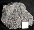 Carboniferous Fossil Flower Shaped Horsetail Sphenophyllum Emarginatum  
