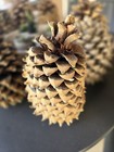 Christmas California Palomar Mountain Coulter Pinecone Widowmaker 8-10 