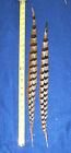 2  Venery Pheasant Tail Feathers Long 20  -25  Length