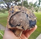 Nice Blue Forest Petrified Agatized Wood Limb Wy Cut Polished Beautiful Display