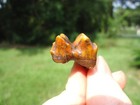Super Colorful Tapir Molar Tooth Florida Fossils Ice Age Extinct Jaw Bones Skull