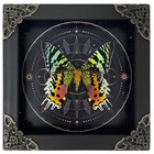 Real Sunset Moth Urania Ripheus Frame Dried Taxidermy Insect Butterfly Astromomy