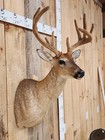 Shoulder Mount   White Tail Deer Real  Antler  Taxidermy Wall Mount