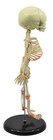 Eisco Labs Infant Fetus Skeleton Model  Mini Size