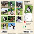 Browntrout   Border Collie Puppies 2027 Mini Wall Calendar