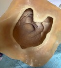Latex Mould With Foam Support Shell For Making  This Stunning Large Highland Cow