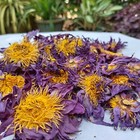 Blue Lotus Flower Nymphaea Caerulea Organic Natural Egyptian Tea Dried Flower