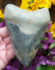 Amazing Pattern Very Rare Blue Over 5 2 Inch Megalodon Shark Tooth