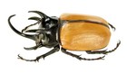 Eupatorus Gracilicornis Beetle Thailand Unmounted E2