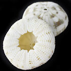 1 Beautiful Small Pale Alfonso Gator Sea Urchin 2-3  Coastal Beach Crafts Decor