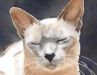 Giclee Print Tonkinese Siamese Cat Watercolor Art Painting Lilac Blue Point  