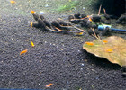 100   Orange Sunkist Neocaridina Aquarium Shrimp Live Guarantee 
