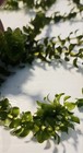 100 Stems Elodea Canadensis Water Plants  Koi Aquarium Or Ponds 