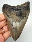 Megalodon Shark Tooth Real Fossil 4 13    Shark Teeth Natural 100  No Repairs