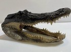 Genuine American Alligator Head 13-14    From 8    Wild Louisiana Gator