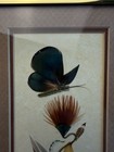 Mountain Images Laurel Krause Framed Feather Art Butterfly Flower Signed 5x7