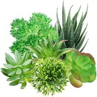 Green Succulent Plants  6pcs Mini Fake Succulents Plants For Diy Crafting Hom   