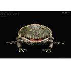 Rebor Beelzebufo Goo Goo Doll  rainforest Version  - Bnib