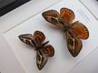 Framed Athis Miastagma Moth Pair  Rare Taxidermy Entomology Display  8x10 