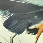 Great Blue Heron  17 1 2 X 26 Inches