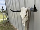 Longhorn Steer Skull 33 Inch Wide Polished Bull Horn Mounted Cow Head