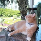Cat Collar Glow In The Dark Adjustable Reflective Cat Collar