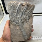 530 Grams Of Fossils Of Crinoid From The Guanling Biota In Guizhou