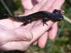 20  Live - Spotted Salamander   Jefferson Eggs