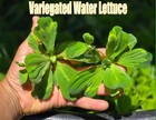 Variegated Water Lettuce Live Aquatic Plants Aquarium Plants Freshwater Aquarium
