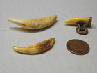3 Vintage Canine   Fangs