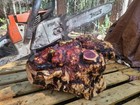Huge 24in Dia  Birdseye Manzanita Burl Whole Rare Turningwood Bowl Blank Green