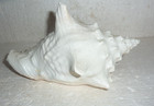 Large Conch Shell Approx 10    Natural Pink Seashell Horned Beach Decor