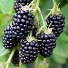 3 Thornless Blackberry Plants  natchez   Earliest pack Of 3 Plug Plants zone 5-9