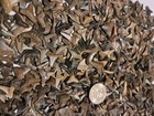 1000 A b Grade Full Med lg Fossil Shark Teeth Lot Peace River Fl Plus Meg Frags