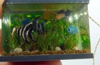 Artist Made Wired Fish Tank 1 12 Dollhouse Miniature