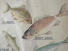 Fishes Vintage Anatomy Poster Wall Board From 1960 s