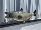 31  Channel Catfish Full Mount Replica - In Stock   Ready To Ship