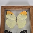 Real 5 Tropical Butterflies Mounted Double Pained Glass Wooden Frame Curiosity
