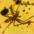 Spider In Burmese   Burmite Amber Fossil   100  Genuine 